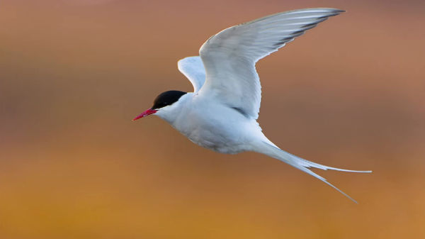 STERNE ARCTIQUE MAGIE BOREALE